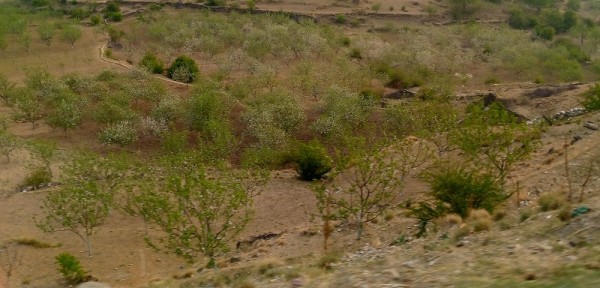 जुम्लाका बगैँचामा स्याउ फुल लाग्याे